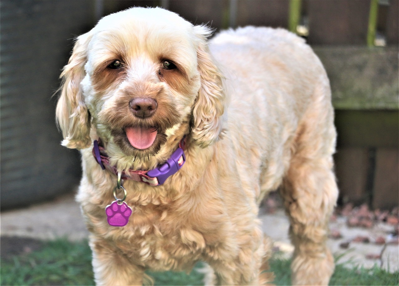 Why Cockapoo Dogs Are So Loved